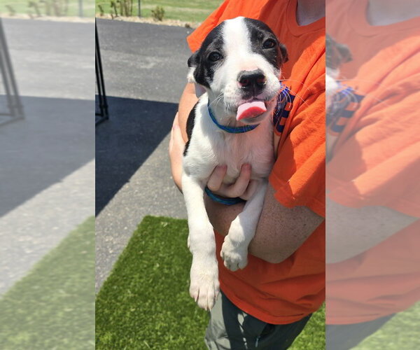 Medium Photo #3 Mutt Puppy For Sale in Evansville, IN, USA