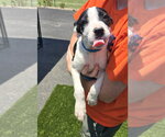 Small #2 Mutt