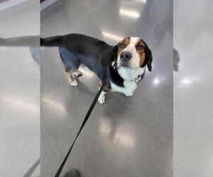 Basset Hound-Unknown Mix Dogs for adoption in San Antonio, TX, USA