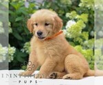 Small #1 Golden Retriever