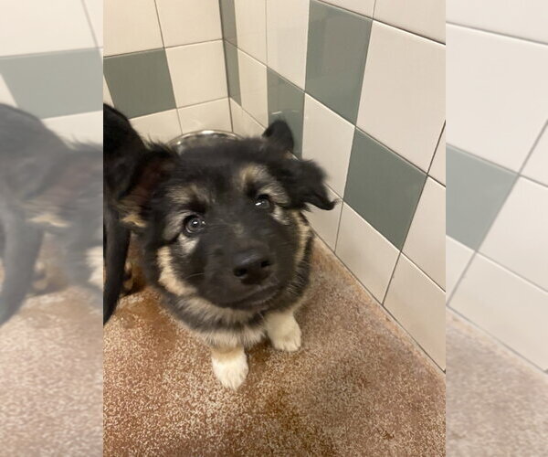 Medium Photo #2 German Shepherd Dog Puppy For Sale in Salinas, CA, USA