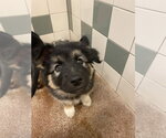 Small #1 German Shepherd Dog