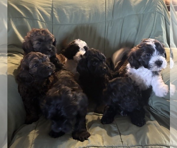 Medium Photo #1 Doodle-Shih Tzu Mix Puppy For Sale in KLONDIKE, TX, USA