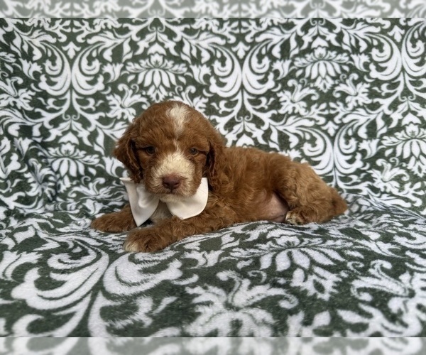 Medium Photo #4 Cockapoo (Miniature) Puppy For Sale in LAKELAND, FL, USA
