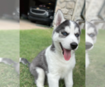 Small Photo #7 Siberian Husky Puppy For Sale in BRKN ARW, OK, USA