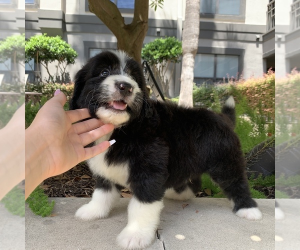 Medium Photo #2 Bernedoodle Puppy For Sale in HOUSTON, TX, USA