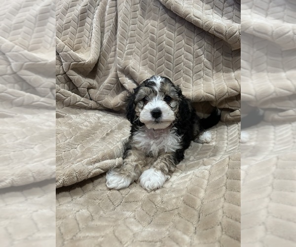 Medium Photo #4 Cockapoo (Miniature) Puppy For Sale in SAN DIEGO, CA, USA