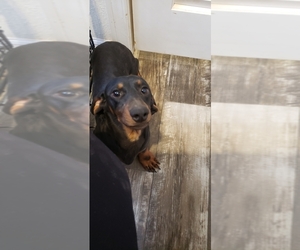 Dachshund Dogs for adoption in DEWEY, AZ, USA