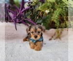 Small #2 Yorkshire Terrier