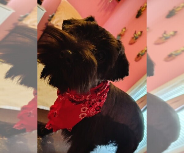 Medium Photo #15 Schnauzer (Miniature) Puppy For Sale in ENID, OK, USA