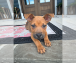 Small #1 Labrador Retriever Mix