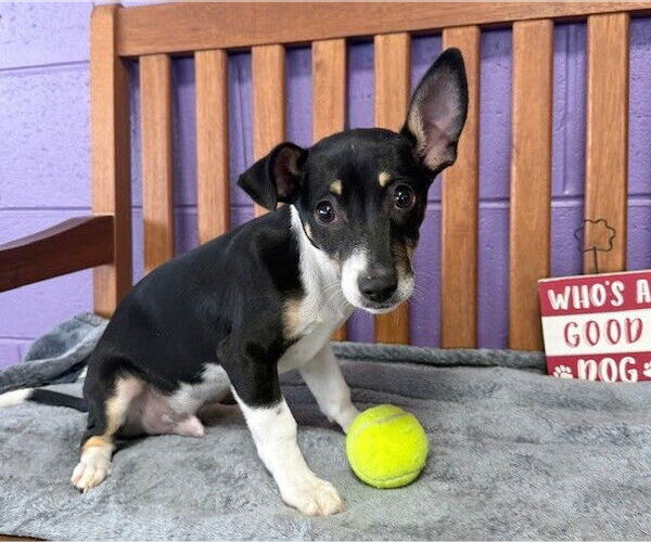 Medium Photo #1 Chipin Puppy For Sale in Genesee, WI, USA