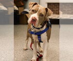 Small #7 American Staffordshire Terrier Mix