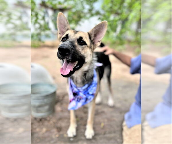 Medium Photo #2 German Shepherd Dog-Unknown Mix Puppy For Sale in Godley, TX, USA