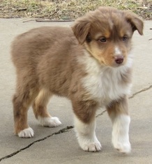 Australian Shepherd Puppy for sale in CLAREMORE, OK, USA