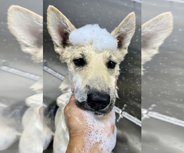 Medium Photo #9 Siberian Husky-Unknown Mix Puppy For Sale in Dana Point, CA, USA