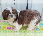Small #1 Shih Tzu