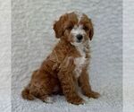 Small #2 Maltipoo