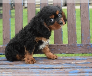 Cavalier King Charles Spaniel Puppy for sale in BARNESVILLE, KS, USA