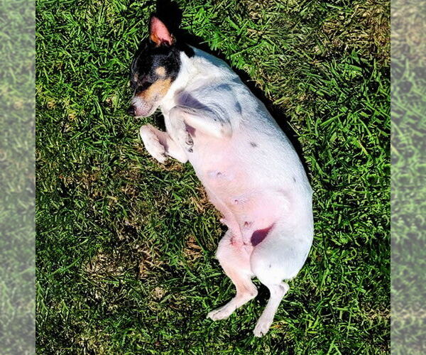 Medium Photo #4 Rat Terrier Puppy For Sale in Atlanta, GA, USA
