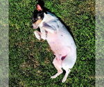 Small #3 Rat Terrier