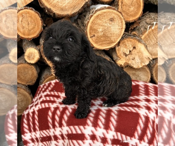 Medium Photo #4 Schnoodle (Miniature) Puppy For Sale in MIDDLEBURY, IN, USA