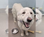Small Great Pyrenees