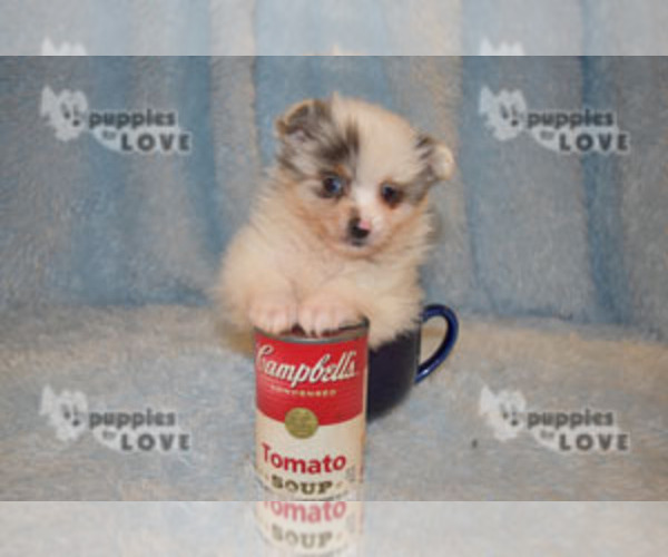 Medium Photo #21 Pomeranian Puppy For Sale in SANGER, TX, USA