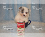 Small Photo #21 Pomeranian Puppy For Sale in SANGER, TX, USA