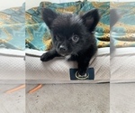 Small Photo #6 Pomeranian Puppy For Sale in KEAAU, HI, USA