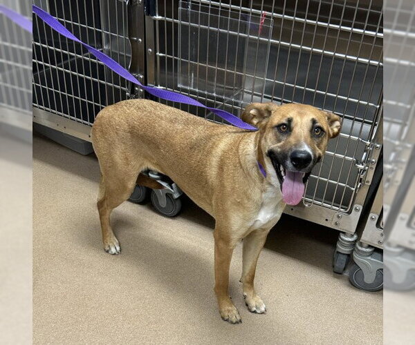 Medium Photo #1 German Shepherd Dog-Unknown Mix Puppy For Sale in Norco, CA, USA