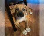 Small #2 Mutt