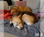 Small #10 Labrador Retriever Mix