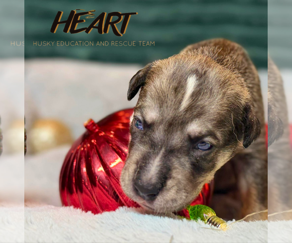 Medium Photo #1 Siberian Husky-Unknown Mix Puppy For Sale in Severn, MD, USA