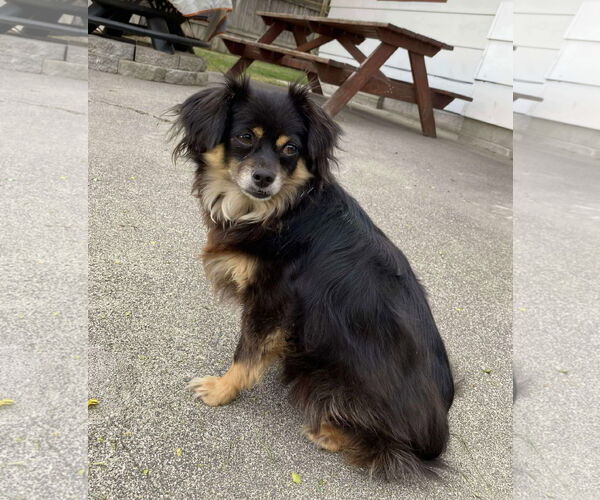 Medium Photo #3 Chihuahua-Spaniel Mix Puppy For Sale in Bellevue, WA, USA
