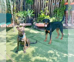 Honey - Female German Shepherd Dog-Unknown Mix Dog for Adoption - Photo #2