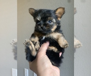 Yorkshire Terrier Puppy for sale in LAS VEGAS, NV, USA