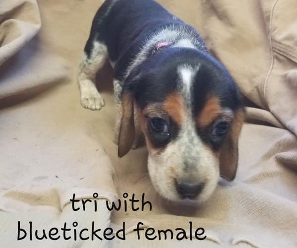 Medium Photo #3 Beagle Puppy For Sale in LINCOLN, TX, USA