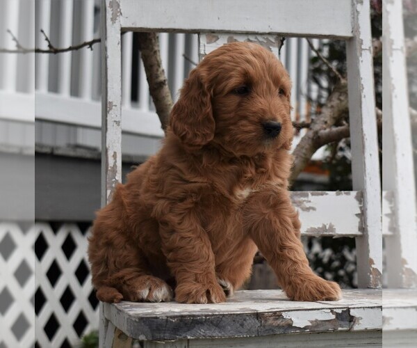 Medium Photo #3 Goldendoodle-Poodle (Miniature) Mix Puppy For Sale in GORDONVILLE, PA, USA