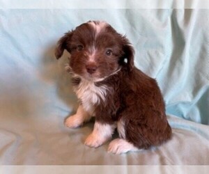 Aussiedoodle Miniature  Puppy for sale in MENDENHALL, MS, USA