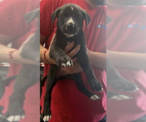 Mutt Dogs for adoption in San Bernardino, CA, USA