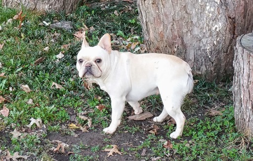Medium Photo #1 French Bulldog Puppy For Sale in CLAREMORE, OK, USA