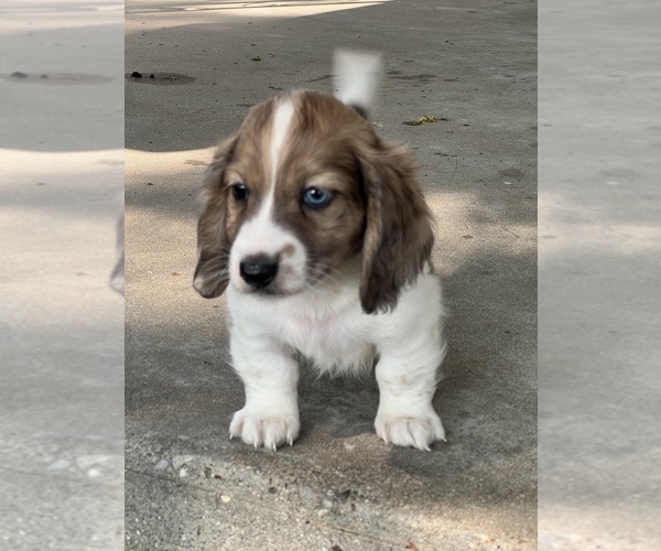 Medium Photo #3 Dachshund Puppy For Sale in NILES, MI, USA
