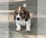 Small #2 Dachshund