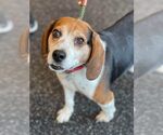Small #6 Beagle