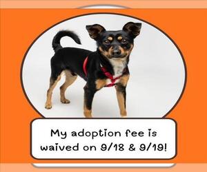 Miniature Pinscher-Unknown Mix Dogs for adoption in Santa Cruz, CA, USA