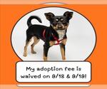Small Miniature Pinscher Mix