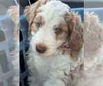 Puppy Rosey Double Doodle