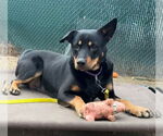 Small Australian Kelpie-Rottweiler Mix