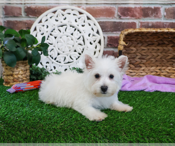 Medium Photo #11 West Highland White Terrier Puppy For Sale in SYRACUSE, IN, USA